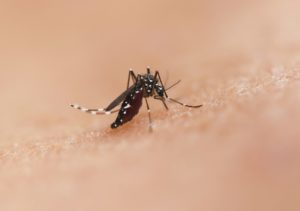 a close up of a mosquito on a human's skin