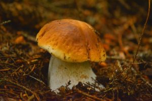 A brown porcini mushroom growing from the dark forest floor